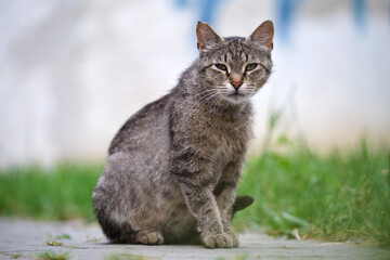 Obraz premium Big gray stray cat resting on steet outdoors in summer