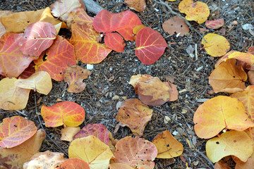 Colorful dry fallen leaves on forest floor or park ground