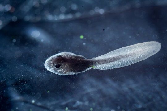 The African Bullfrog Tadpole In The Water