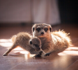 The meerkat or suricate, 2 years old with baby