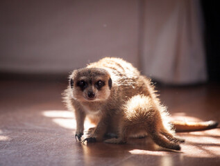 The meerkat or suricate, 2 years old with baby