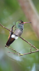 Rufous-tailed hummingbird (Amazilia Tzatcl) perched on a twig in Mindo, Ecuador