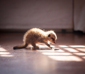 The meerkat or suricate, 1 month old with baby