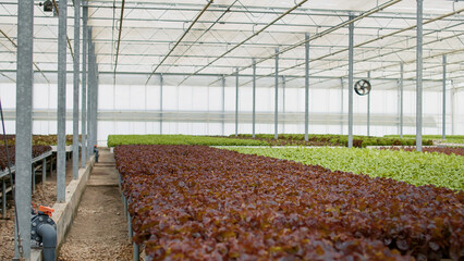 No people in greenhouse with hydroponic system growing bio lettuce for delivery to local...