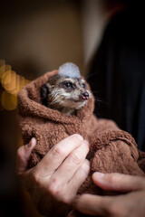 The meerkat or suricate taking bath at home