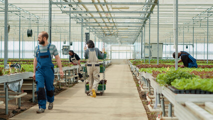 Caucasian woman walking away and pushing rack with different types of lettuce while farm worker is saying hello in greenhouse. Vegetables picker working in hothouse preparing delivery to local market.