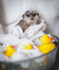 The meerkat or suricate taking bath at home