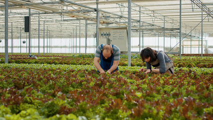 Caucasian greenhouse workers inspecting organic crops ready for harvesting doing quality control looking at leaves. Man and woman cultivating organic crops looking for pests or damage in hothouse.