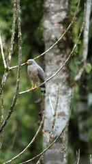 Roadside hawk (Rupornis magnirostris) perched in a tree in Mindo, Ecuador