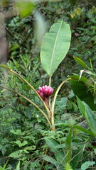 Red ornamental bananas on a tree in Mindo, Ecuador