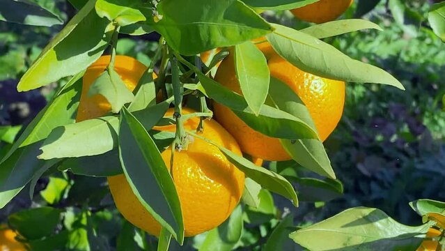 みかん狩り　家庭菜園