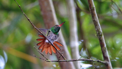 Rufous-tailed hummingbird (Amazilia Tzatcl) perched on a twig with a fanned tail in Mindo, Ecuador