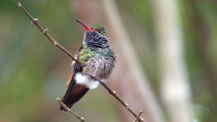 Rufous-tailed hummingbird (Amazilia Tzatcl) perched on a twig in Mindo, Ecuador