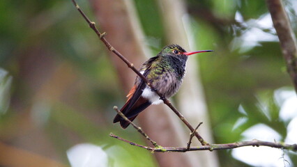 Rufous-tailed hummingbird (Amazilia Tzatcl) perched on a twig in Mindo, Ecuador
