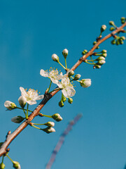 blossom in spring