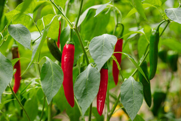 Gochujang King, a type of Korean hot chili pepper, ripened to red growing on the vine in an organic home garden - 527157658