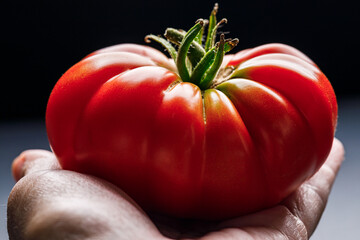 Hand holding a fresh, whole organically homegrown 'Pantano Romanesco' tomatoes, an Italian heirloom beefsteak variety, on a black background