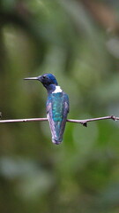 White-necked jacobin (Florisuga mellivora) hummingbird perched on a twig in Mindo, Ecuador