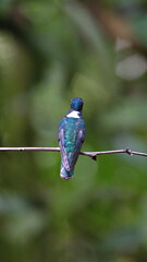 White-necked jacobin (Florisuga mellivora) hummingbird perched on a twig in Mindo, Ecuador