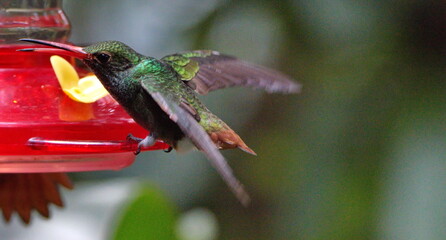 Rufous-tailed hummingbird (Amazilia Tzatcl) at a hummingbird feeder in Mindo, Ecuador
