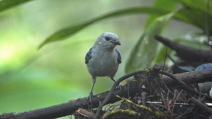 Blue-gray tanager (Thraupis episcopus) perched on a branch in Mindo, Ecuador