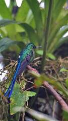 Violet-tailed Sylph (Aglaiocercus colestris) in Mindo, Ecuador