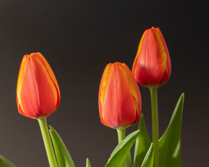 beautiful red tulips with nice black background, with studio light. creative frame.