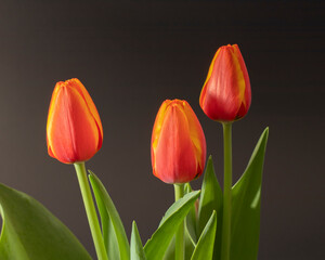 red tulips with black background in studio, great and creative frame