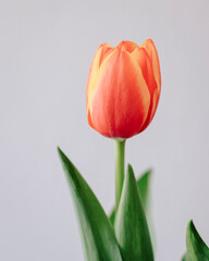 a single red tulip with beautiful white background, creative frame.