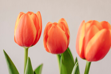 three red tulips with white background, nice frame and green slaves
