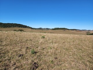 Obraz premium campo para pecuária