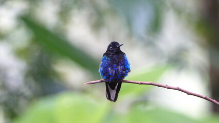 Velvet Purple Coronet (Boissonneaua jardini) perched on a twig in Mindo, Ecuador