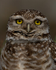 great owl - Pequen