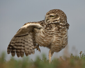 great owl - Pequen