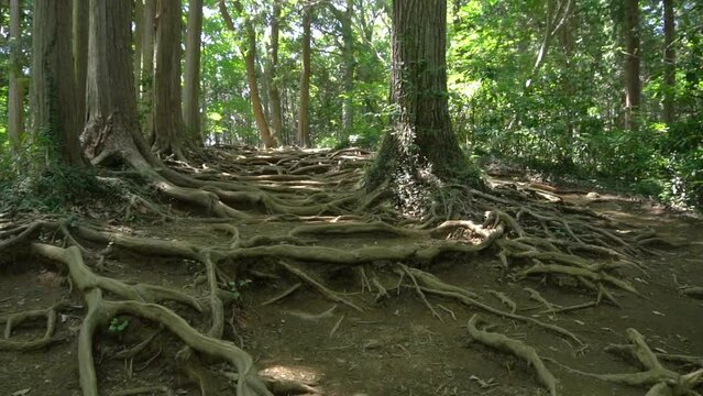 walk around tree roots, slow rotating shot 