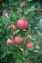 Apples to be picked
