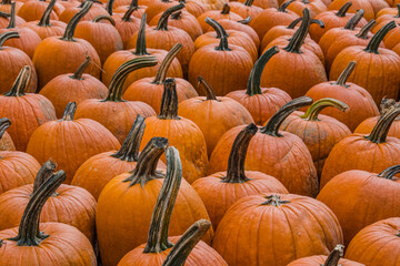 A bunch of pumpkins
