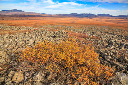 Arctic Tundra And Scrub Willow, Northest Territories