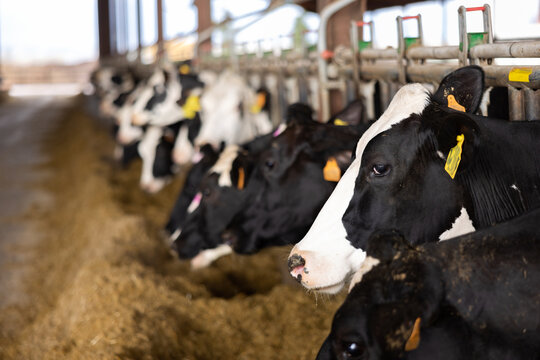 Herd of dairy cow in cowshed eating forage fodder.