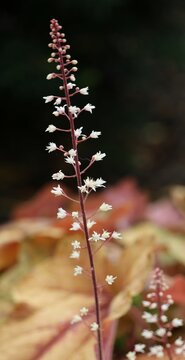 tall white flowers