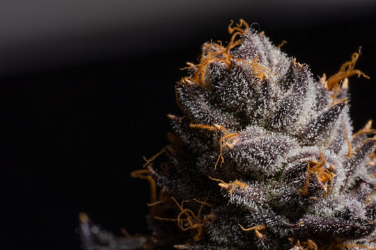 Cannabis Flower Macro