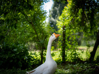 white goose in the park