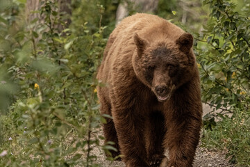 Cinnamon Black Bear Wanders Down Trail Looking for Huckleberries