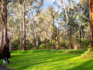 Obraz premium Afternoon Clearing