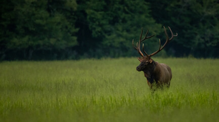 Naklejka na ściany i meble Collared Bull Elk Stands Tall With Large Rack In Grassy Meadow