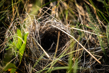 Birds Nest Hidden in Tall Grasses