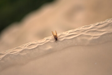 Chicatana ant of Mexican origin taking a break