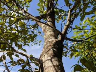 Gaharu tree (Aquilaria malaccensis) in the morning