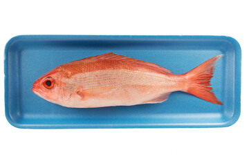 Red snapper raw fish in a styrofoam container at the supermarket. Isolated on white background.