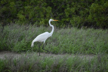 Great Egret